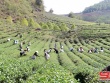 Thuận Châu, Sơn La khai thác lợi thế phát triển nông nghiệp bền vững