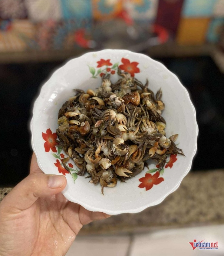Đặc sản chui ra từ đất, đêm soi đèn 1 tiếng bắt được vài kg, nấu canh mát rượi - 1