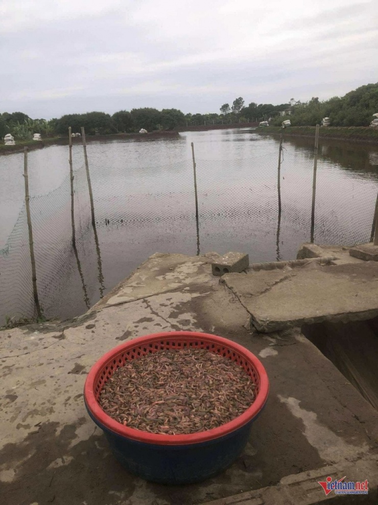 Anh Hưng giăng lưới bắt rươi vụ mùa