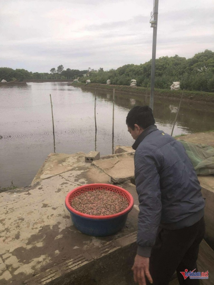 Chủ đầm giăng lưới bắt con nhiều người sợ nhưng là đặc sản đắt tiền, ăn ngon - 1