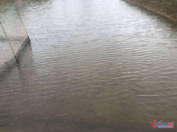 Chủ đầm giăng lưới bắt con nhiều người sợ nhưng là đặc sản đắt tiền, ăn ngon - 3