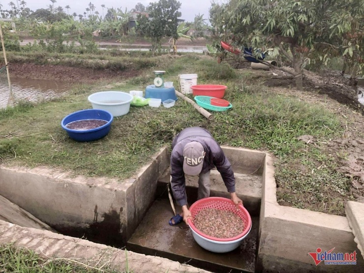 Rươi bơi vào đầm, theo dòng chảy vào khu người dân vây lưới