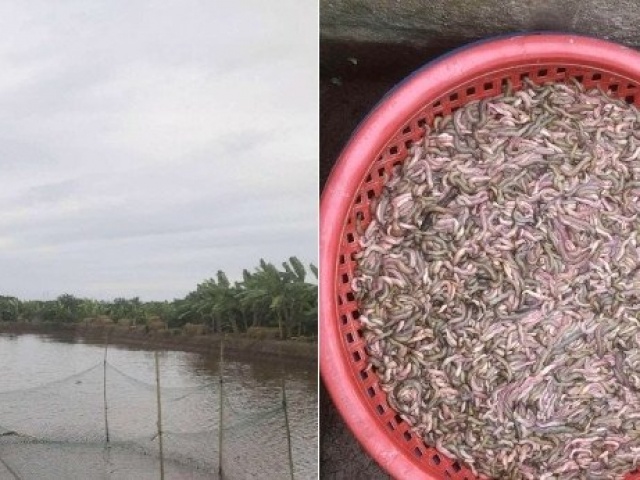 Chủ đầm giăng lưới bắt con nhiều người sợ nhưng là đặc sản đắt tiền, ăn ngon