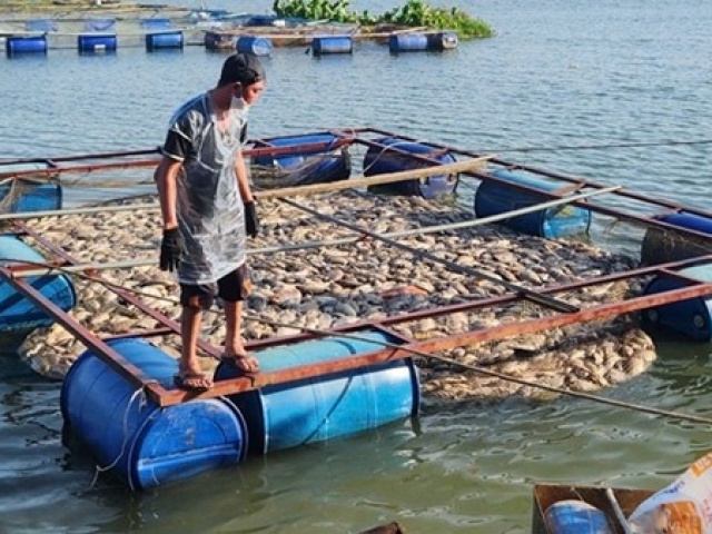 Quặn lòng nhìn 80 tấn cá sắp thu hoạch chết trắng trong hồ