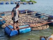 Quặn lòng nhìn 80 tấn cá sắp thu hoạch chết trắng trong hồ