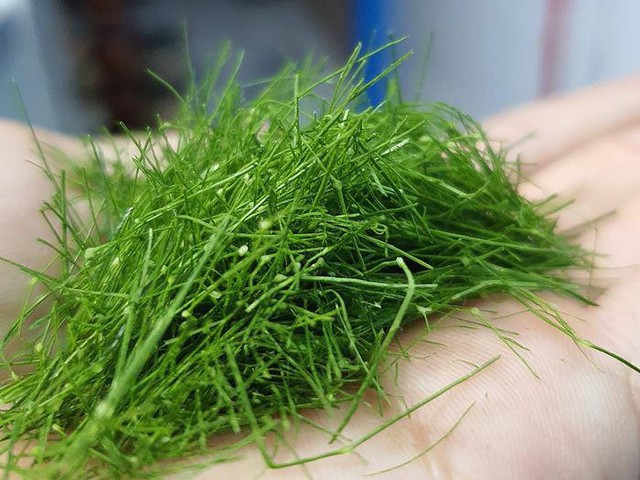 Thứ lá người Việt thường rắc lên gà luộc, không ngờ là loại rau chứa chất chống oxy hóa mạnh, bảo vệ hệ thần kinh - 1