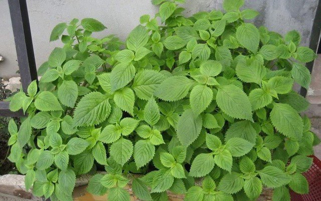 Thứ rau kèm bún đậu lại là &#39;cứu tinh&#39; cho người bị mẩn ngứa, mề đay, dị ứng thời tiết - 2