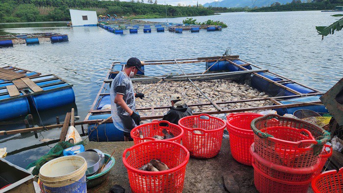 Gia đình ông Tiến thu gom cá chết bán cho cơ sở ủ làm phân bón.