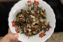 Đặc sản chui ra từ đất, đêm soi đèn 1 tiếng bắt được vài kg, nấu canh mát rượi