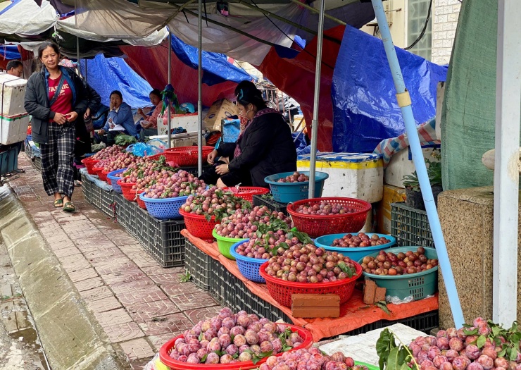 Mận hậu Việt Nam bắt đầu vào mùa, bán la liệt trên thị trường với mức giá tương đối rẻ.