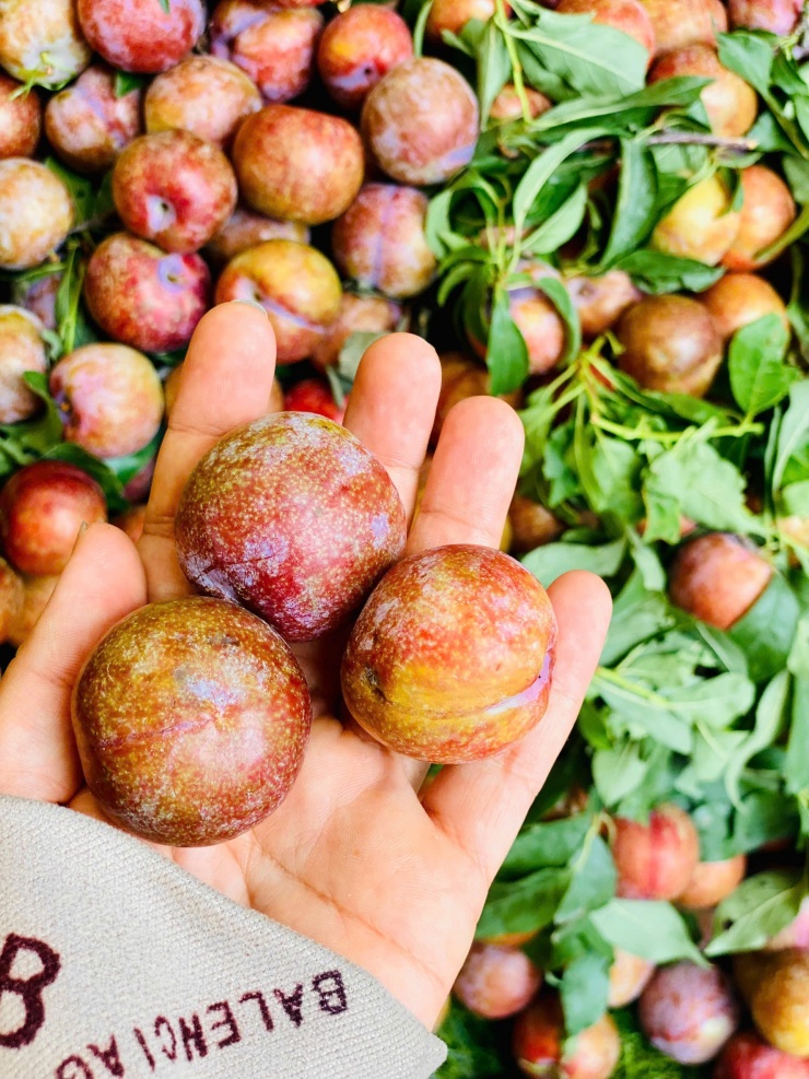 Chị em không nên mua mận quá xanh hoặc quá chín, mà chọn loại xen cả màu xanh và đỏ, đều nhau, căng tròn, không bị méo mó và có lớp phấn trắng bao phủ thì đó là mận tươi, ngon.