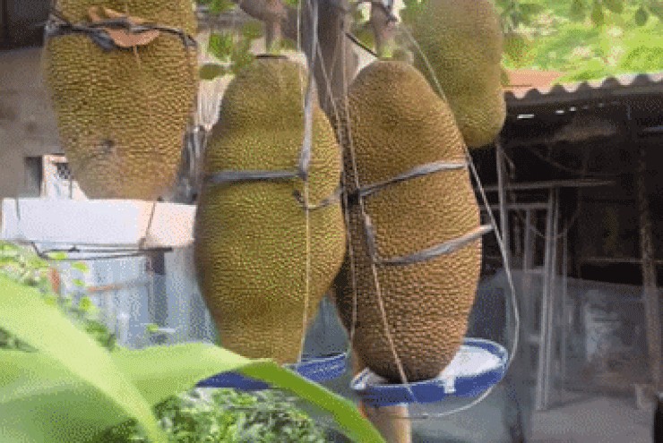Cây mít ở Ninh Bình ra loạt quả ' khủng ' , chủ nhà lo gãy cành, phải làm giá đỡ