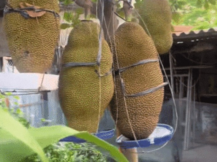 Cây mít ở Ninh Bình ra loạt quả 'khủng', chủ nhà lo gãy cành, phải làm giá đỡ