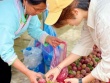 Mận hậu bán ngập thị trường, tiểu thương chỉ cách phân biệt mận Việt và mận Trung Quốc
