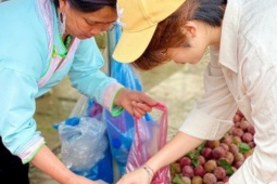 Mận hậu bán ngập thị trường, tiểu thương chỉ cách phân biệt mận Việt và mận Trung Quốc