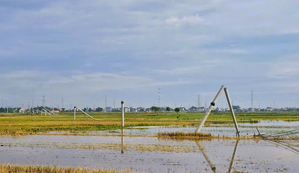 Khoảng 15 cây cột điện đã gãy đổ sau sự cố mưa dông
