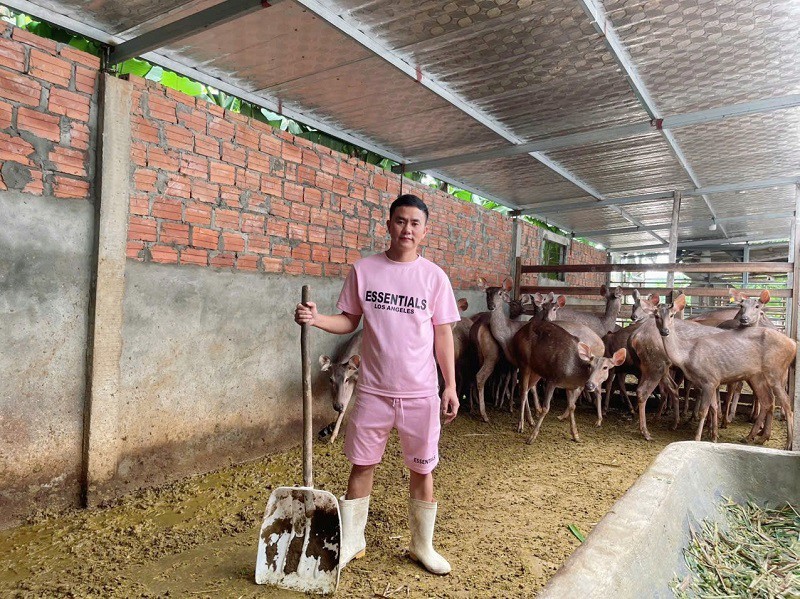 Hiện trang trại của anh Sinh có gần 100 con nai, mang về doanh thu trên 1 tỷ đồng/năm.