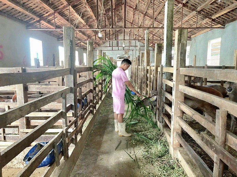 Nhờ quyết định về quê khởi nghiệp của mình cách đây 5 năm, anh Sinh đã gây dựng được trang trại nuôi nai lớn nhất nhì Nghệ An.