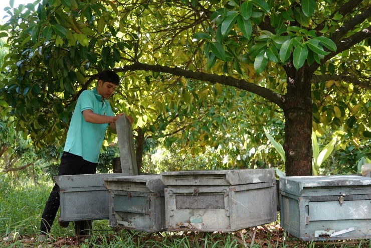 Anh Trọng đặt các thùng ong trong vườn măng cụt. Ảnh: H.T