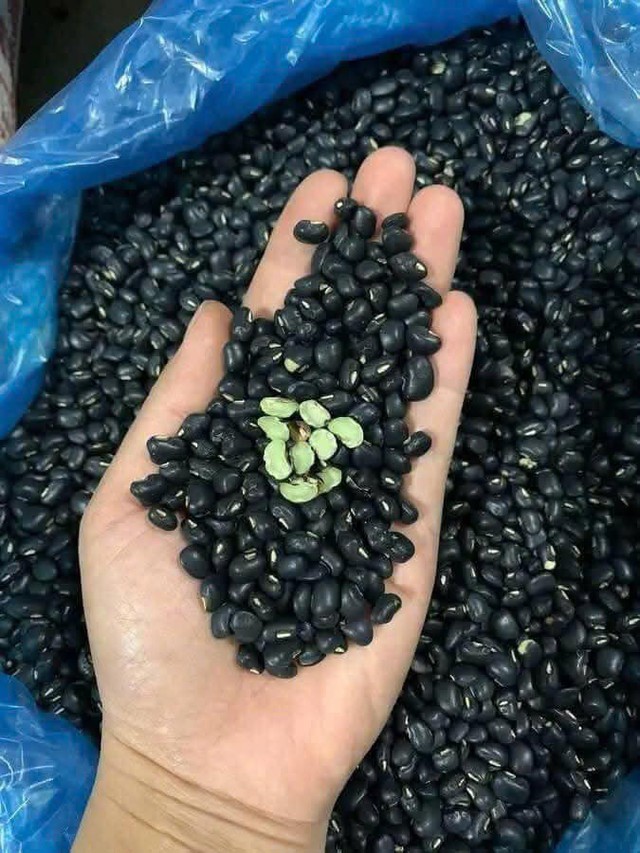 Đỗ đen xanh lòng được nhiều người lựa chọn. Ảnh PT