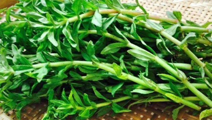 Loại rau mọc hoang lại là &#39;trợ thủ&#39; thầm lặng hỗ trợ ngừa ung thư gan, giúp lợi mật, tiêu viêm - 1