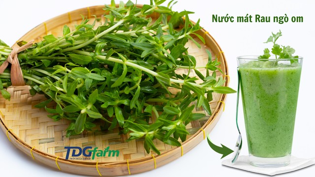 Loại rau mọc hoang lại là &#39;trợ thủ&#39; thầm lặng hỗ trợ ngừa ung thư gan, giúp lợi mật, tiêu viêm - 4