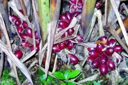 Quả dại không ăn được ở quê bất ngờ trở thành  cần câu cơm 