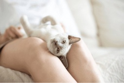 AI sẽ giúp con người nói chuyện được với mèo