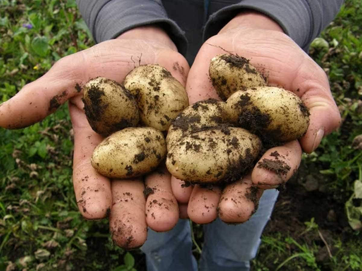 Vào mỗi mùa thu, những người nông dân trên đảo Noirmoutier lại tất bật thu gom rong biển từ các bãi biển xung quanh để dùng làm phân bón cho ruộng khoai. Chính lượng iốt tự nhiên có trong tảo bẹ được cho là yếu tố tạo nên hương vị đặc trưng, độc đáo cho giống khoai tây Bonnotte.
