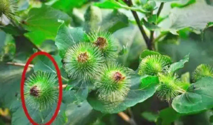 Cỏ dại người thường không ai hái, ai tinh mắt đem bán bỗng vớ được “mỏ tiền” - 1