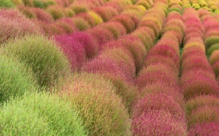 “Cỏ ma thuật” biết đổi màu, trồng bán thu hơn 350.000đ/kg - 1