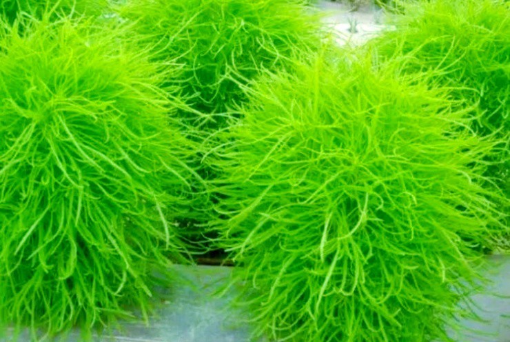 “Cỏ ma thuật” biết đổi màu, trồng bán thu hơn 350.000đ/kg - 2