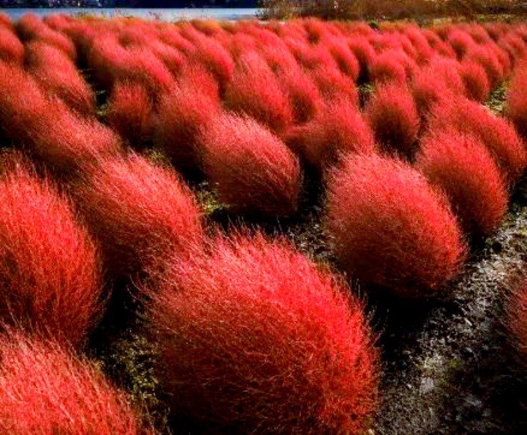 “Cỏ ma thuật” biết đổi màu, trồng bán thu hơn 350.000đ/kg - 3