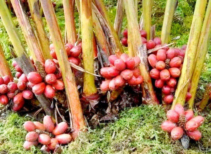 Quả dại không ăn được ở quê bất ngờ trở thành “cần câu cơm” - 1