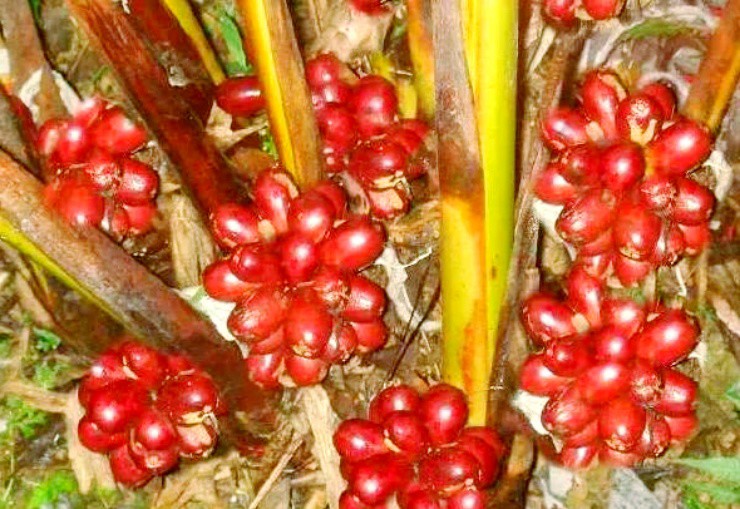 Quả dại không ăn được ở quê bất ngờ trở thành “cần câu cơm” - 2