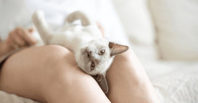 AI sẽ giúp con người nói chuyện được với mèo