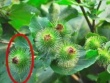 Cỏ dại người thường không ai hái, ai tinh mắt đem bán bỗng vớ được “mỏ tiền”