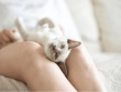 AI sẽ giúp con người nói chuyện được với mèo