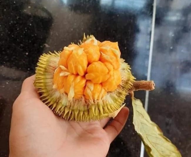 Thời gian gần đây, các loại mít bắt đầu vào mùa chín rộ, ngoài mít Thái, mít mật, mít dai quê… thị trường xuất hiện một loại mít tí hon khiến nhiều người bất ngờ.
