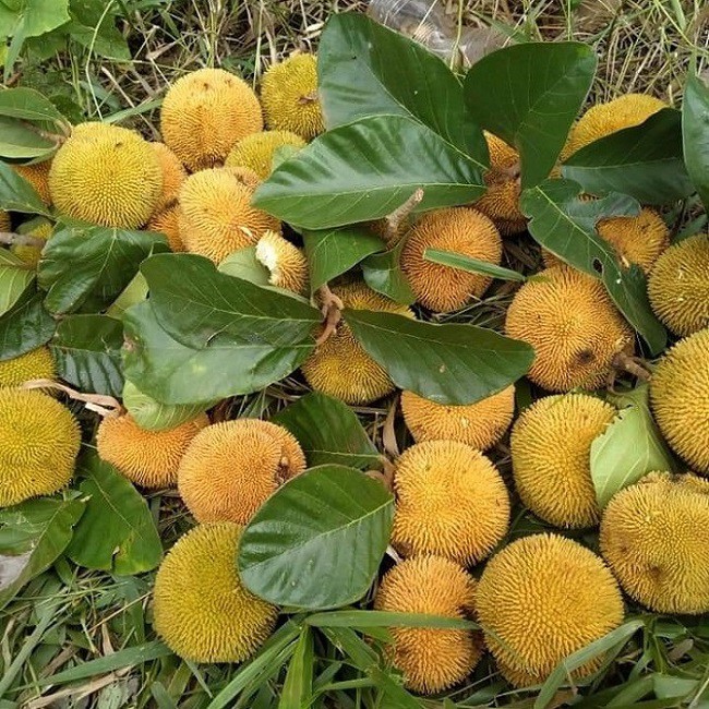 Đợt đầu bán mít rừng, vì là trái lạ nên chị Phương nhận được nhiều đơn đặt hàng của các mối sỉ, có ngày bán được hàng tạ mít rừng.
