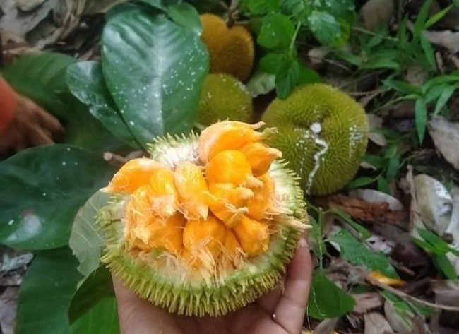 Tuy nhiên, loại mít này rất chua, rất ít có cây cho quả ngọt nên đa số mọi người ăn một lần cho biết chứ ít người mua lần thứ hai. Vì vậy, năm nay chị bán được số lượng rất ít.
