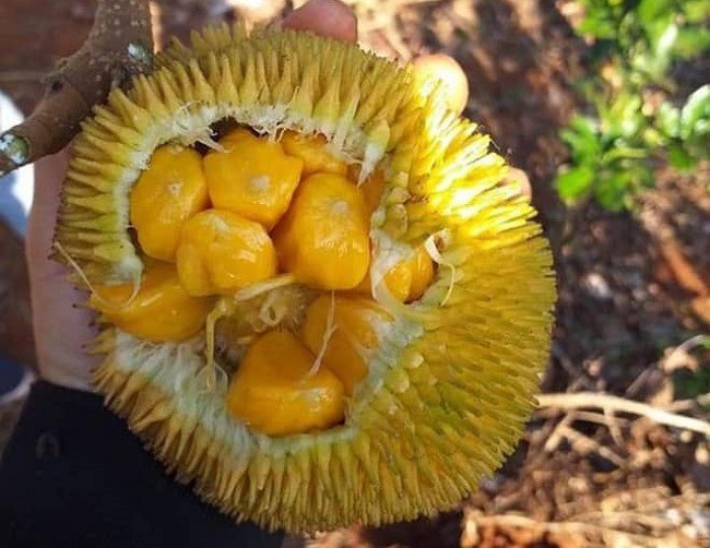 Quả mít hình tròn, vỏ màu xanh và nhiều gai gọn, chỉ nặng từ 0,3-0,5kg nhưng rất nhiều múi.
