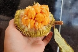 Việt Nam có loại mít  siêu lạ , chỉ bằng nắm tay nhưng giá lên tới 70 nghìn đồng/kg