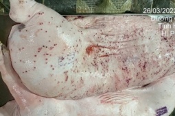 Vụ C.P. Việt Nam: Xem xét kỷ luật cán bộ đóng dấu "được lưu thông" vào heo bệnh
