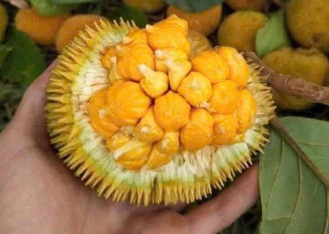Mít rừng có lá như lá mít, mùi thơm như mùi mít, vỏ chi chít gai, múi vàng ươm nhưng quả chỉ to bằng nắm tay người lớn.
