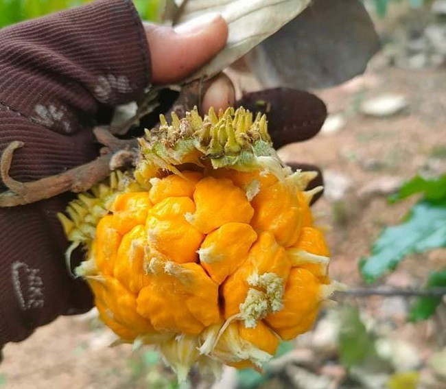 Mùa mít rừng chỉ có vào tháng 4 đến tháng 6 hàng năm.
