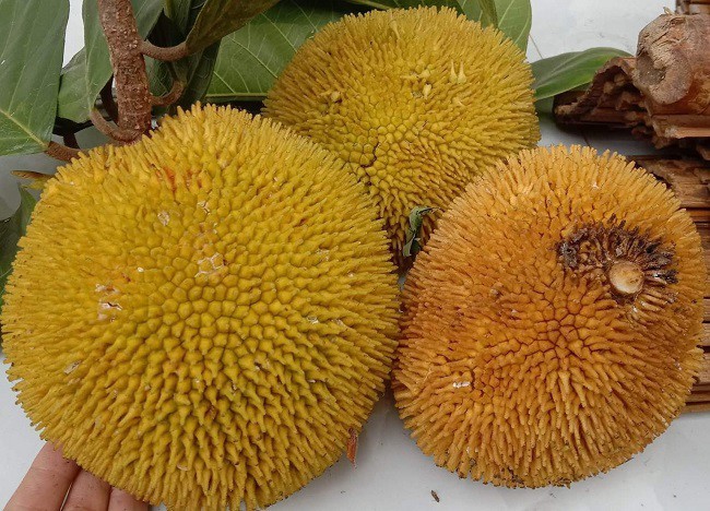 Cây mít khá cao, mỗi khi trái chín thường rụng đầy gốc, người đi rừng thấy thì nhặt vài quả về ăn chơi chứ trước đây không ai bán.
