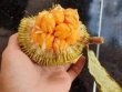 Việt Nam có loại mít “siêu lạ”, chỉ bằng nắm tay nhưng giá lên tới 70 nghìn đồng/kg
