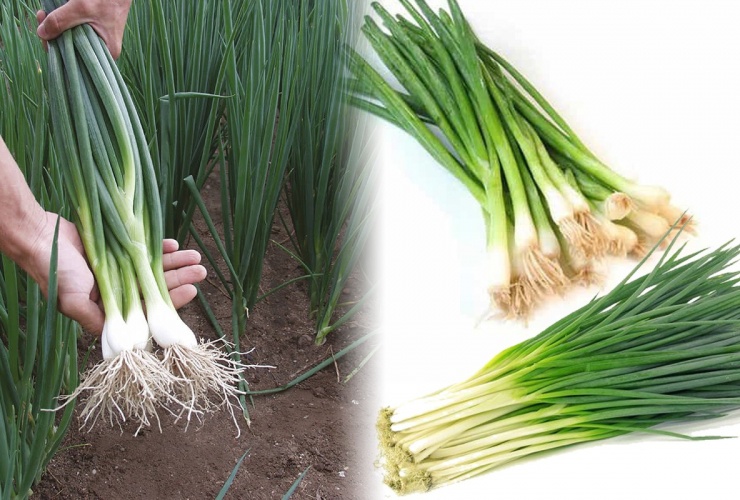 Gia vị &#39;quốc dân&#39; có mặt trong hầu hết các món ăn Việt, lại là &#39;lá chắn&#39; tự nhiên bảo vệ phổi và đường hô hấp - 2
