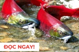 Tin tức sức khỏe - &quot;Nhân sâm dưới nước&quot; siêu đắt đỏ, nhiều người săn lùng vì công dụng dưỡng phổi “đỉnh nóc kịch trần”!
